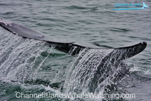 ChannelislandsWhaleWatching.com Whale Tail