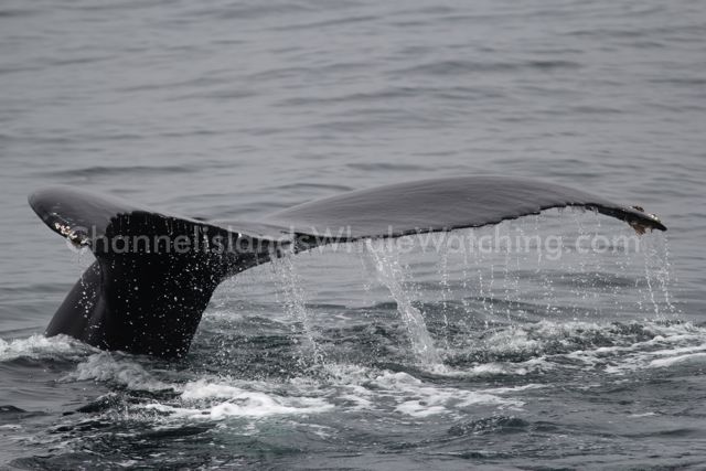 Humpback Whales at Channel Islands Whale Watching