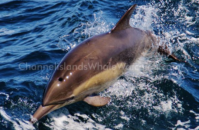 Common Dolphin Channel Islands Whale Watching