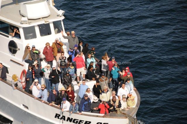 Ranger 85 Channel Islands Whale Watching