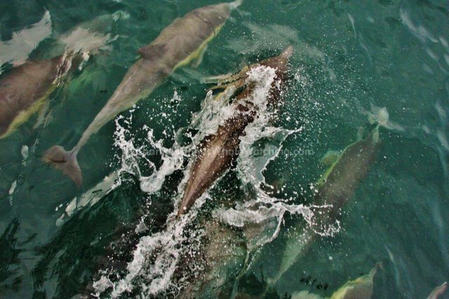 Common Dolphins Channel Islands Whale Watching