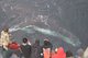Channel Islands Whale Watching - 