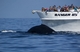 Humpbackwhale_March_2009_-__Large - 