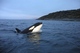 Killer_Whale_3 - 