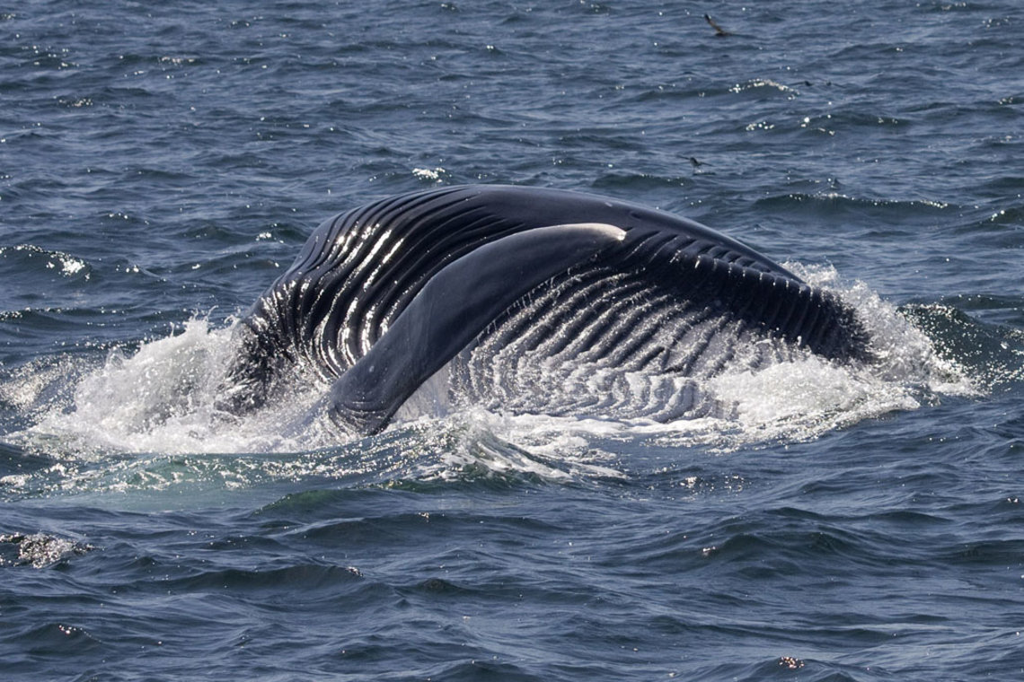 Channel Islands Whale Watching