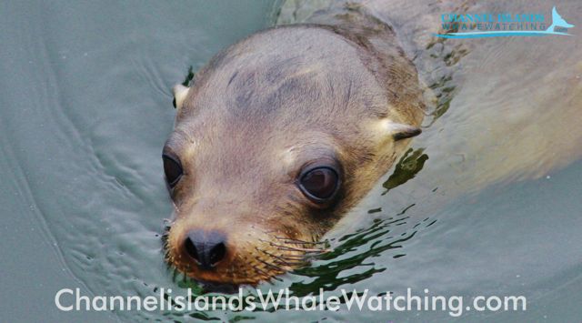 Channel islands Whale Watching Seal