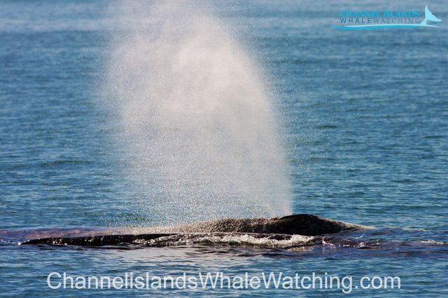 ChannelislandsWhaleWatching.com Whale in the Channel Islands