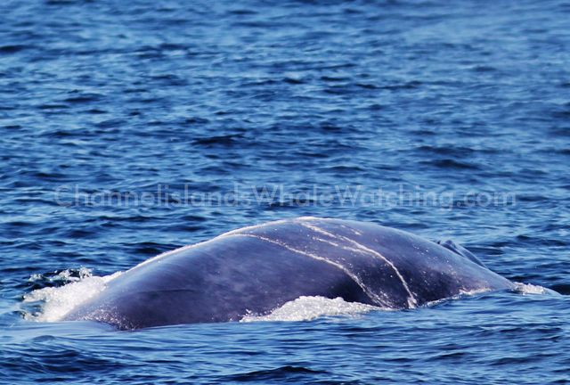 Blue Whale Channel islands Whale Watching