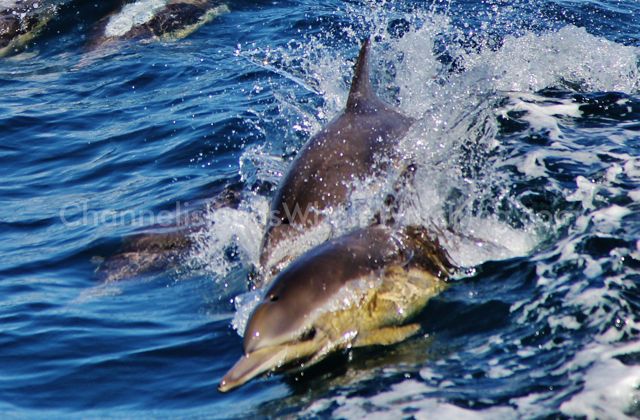 Dolphins Channel Islands Whale Watching