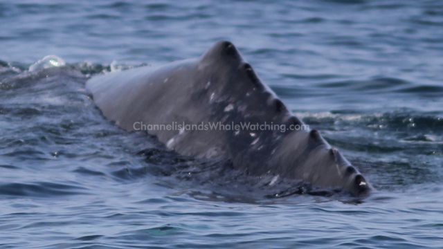 Grey Whale Whale Watching Channel Islands Whale Watching