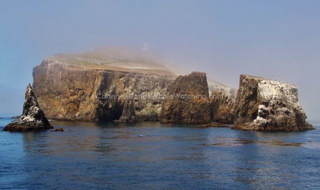 Anacapa Island Channel Islands Whale Watching