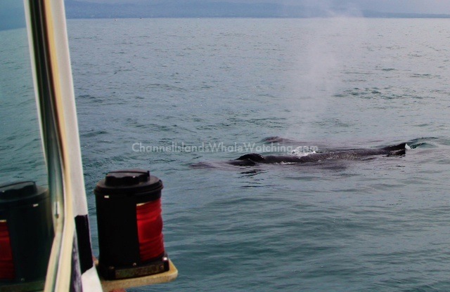 Humpbacks Lunge Feeding Channel Islands Whale Watching