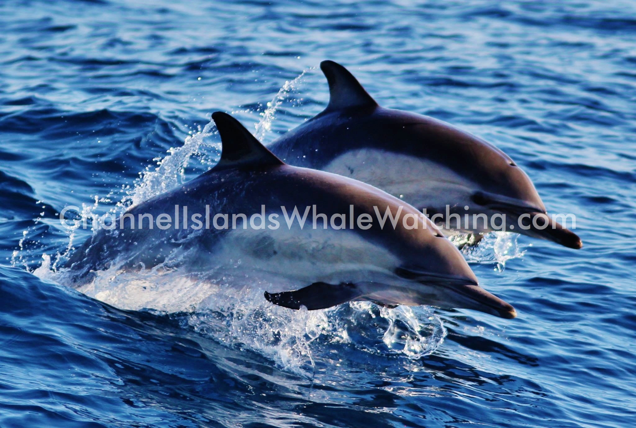 A Typical Day Day on the Ocean at Channel Islands Whale Watching