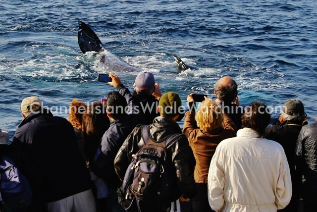 Mating California Gray Whales off the Channel Islands Coast