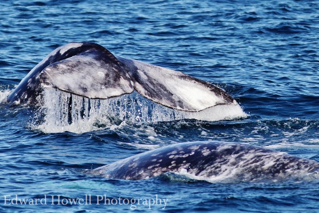 Gray Whale Fluke