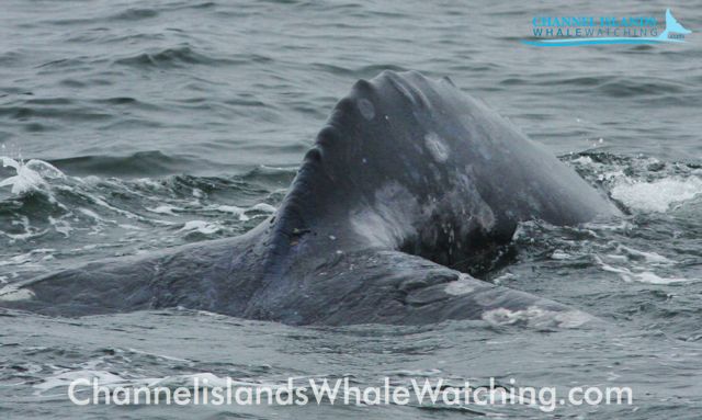 Channel Islands Grey Whale Watching