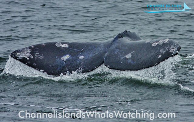 Grey Whale Watching