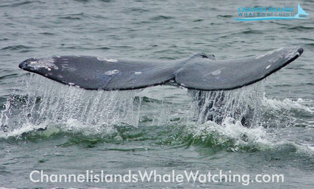 Channel Islands Grey Whale Migration