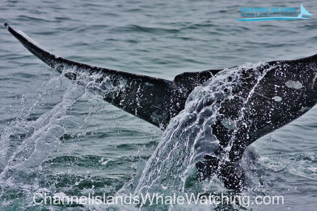 ChannelislandsWhaleWatching.com Whales Tail