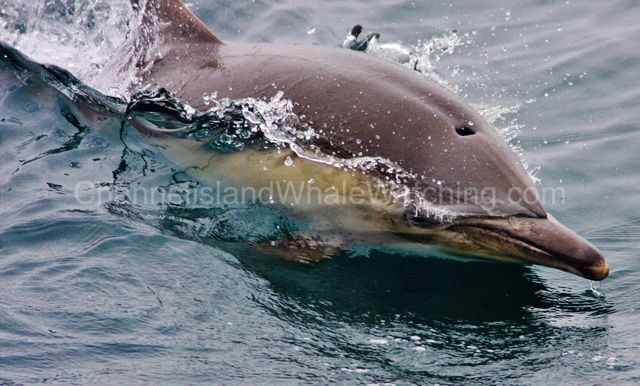 channel Island commen dolphin