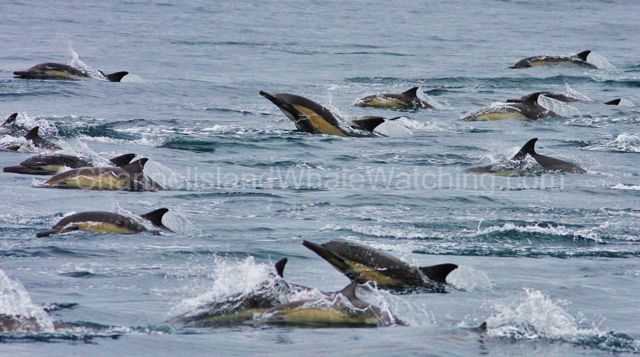 channel Island commen dolphin