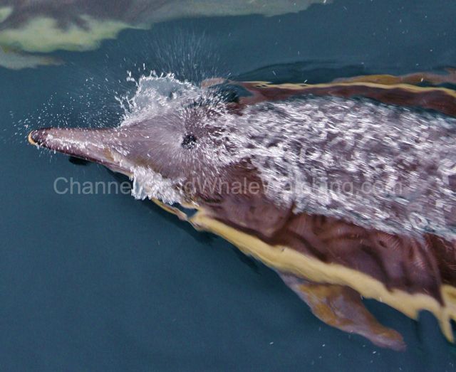 channel Island commen dolphin