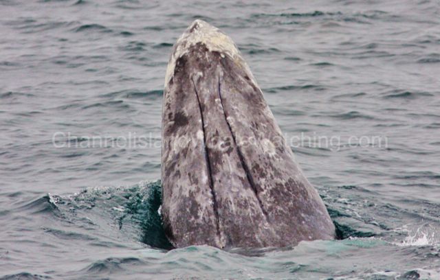 channel Island commen dolphin