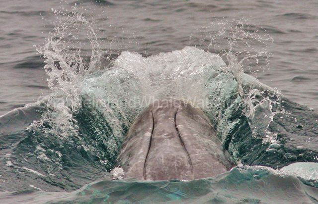 channel Island commen dolphin