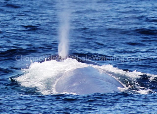 Blue Whale Channel islands Whale Watching