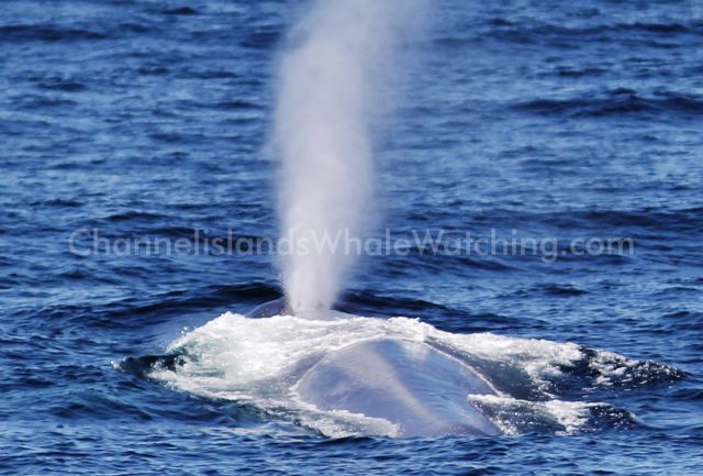 Blue Whale Channel islands Whale Watching