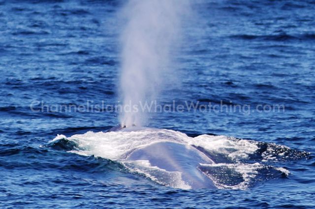 Blue Whale Channel islands Whale Watching