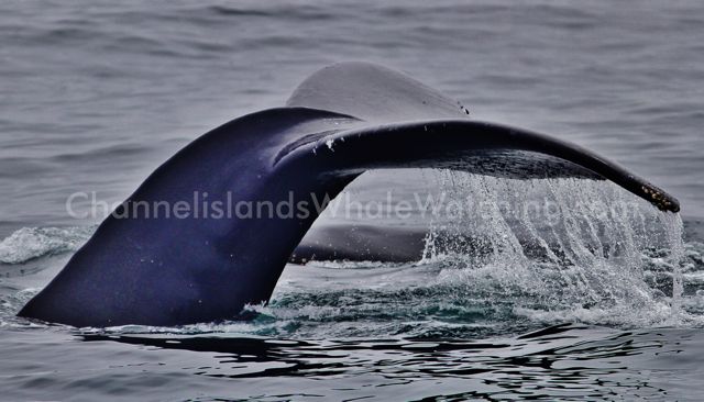 Humpback Whales at Channel Islands Whale Watching