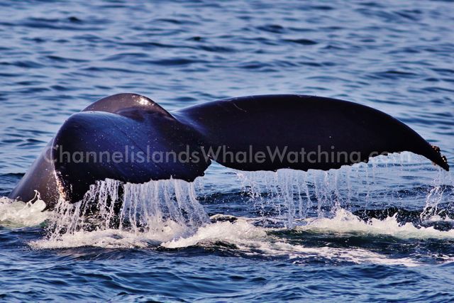 Humpbacks Lunge Feeding Channel Islands Whale Watching