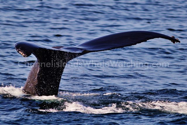 Humpback Whales at Channel Islands Whale Watching