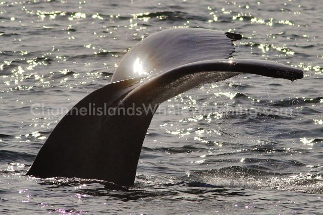Humpbacks Lunge Feeding Channel Islands Whale Watching