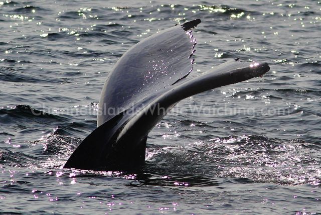 Humpback Whales at Channel Islands Whale Watching