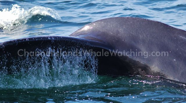 Humpback Whales at Channel Islands Whale Watching