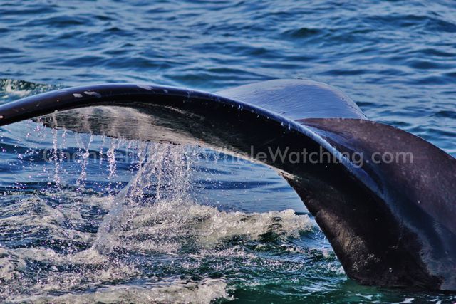 Humpback Whales at Channel Islands Whale Watching