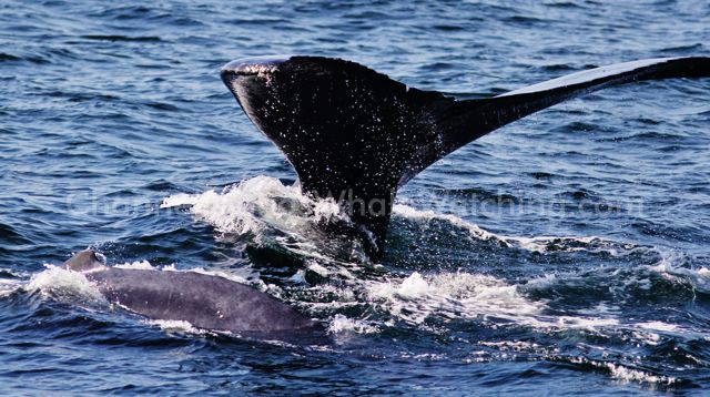 Humpback Whales at Channel Islands Whale Watching