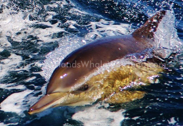 Common Dolphin Channel Islands Whale Watching