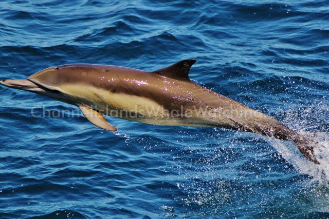 Common Dolphin Channel Islands Whale Watching