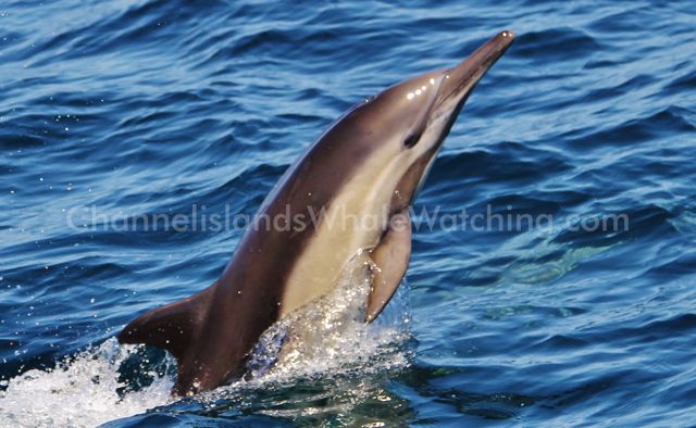 Common Dolphin Channel Islands Whale Watching