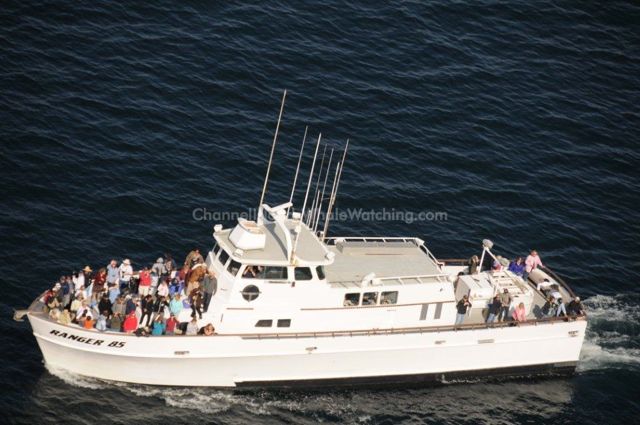 Ranger 85 Channel Islands Whale Watching