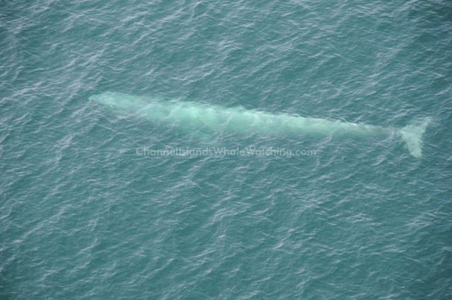 Blue Whale Channel islands Whale Watching