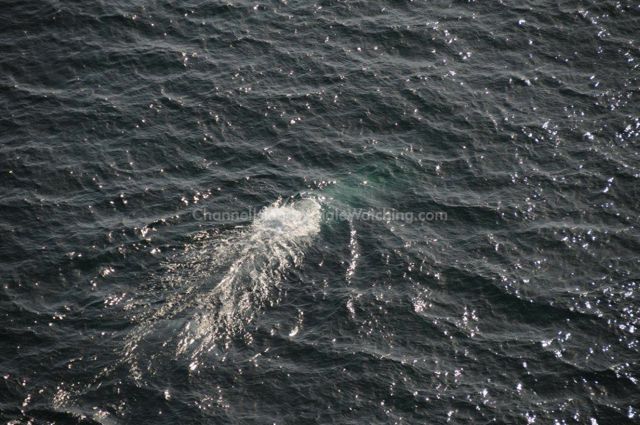 Blue Whale Channel islands Whale Watching