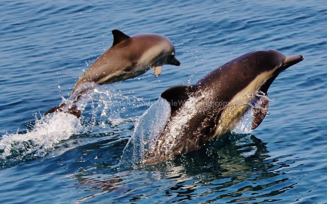 Common Dolphin Channel Islands Whale Watching