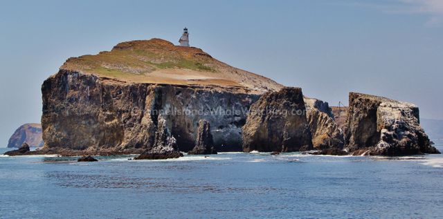 Anacapa Island Channel Islands Whale Watching