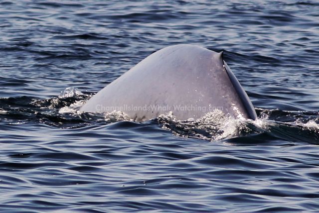 Blue Whale Channel islands Whale Watching