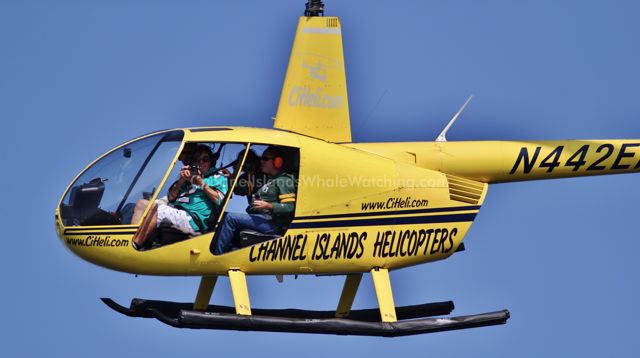 Channel Islands Helicopters Whale Watching