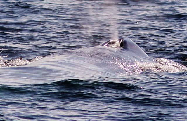 Blue Whale Channel islands Whale Watching